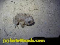 /home//u458753944/public_html/sourcegallery////////Roxborough Toad Detour/2013-2019/2013/2013-04-09/P1120049.JPG
